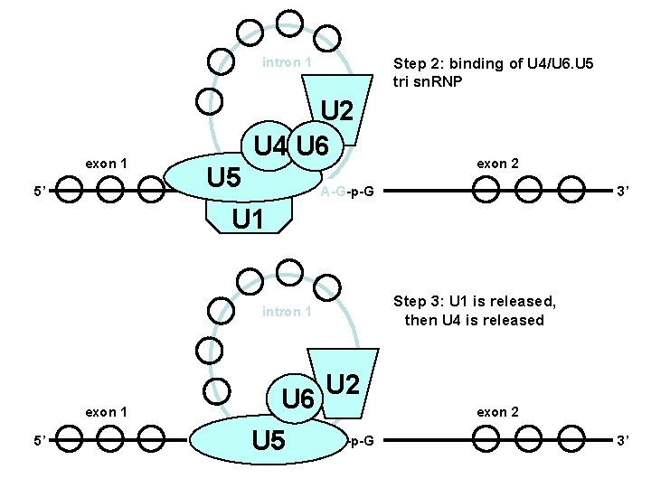 intron 1 Step 2: binding of U 4/U 6. U 5 tri sn. RNP