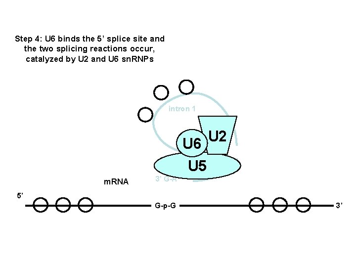 Step 4: U 6 binds the 5’ splice site and the two splicing reactions