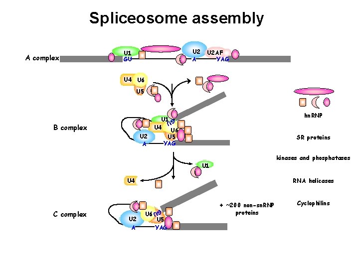 Spliceosome assembly A complex U 2 A U 1 GU U 2 AF YAG