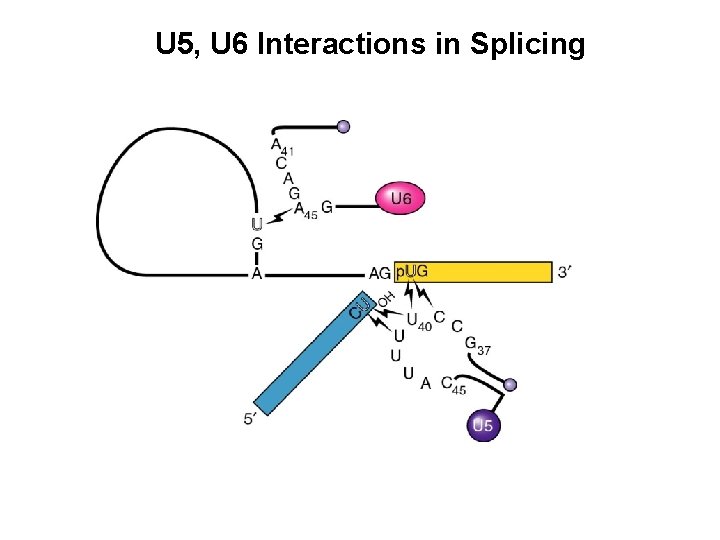 U 5, U 6 Interactions in Splicing 