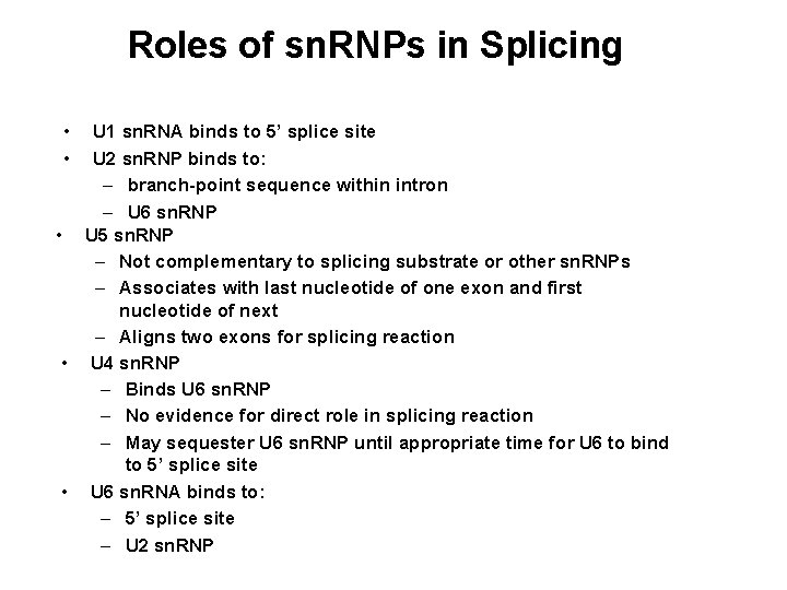 Roles of sn. RNPs in Splicing • • U 1 sn. RNA binds to