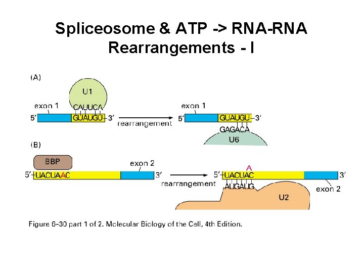 Spliceosome & ATP -> RNA-RNA Rearrangements - I 