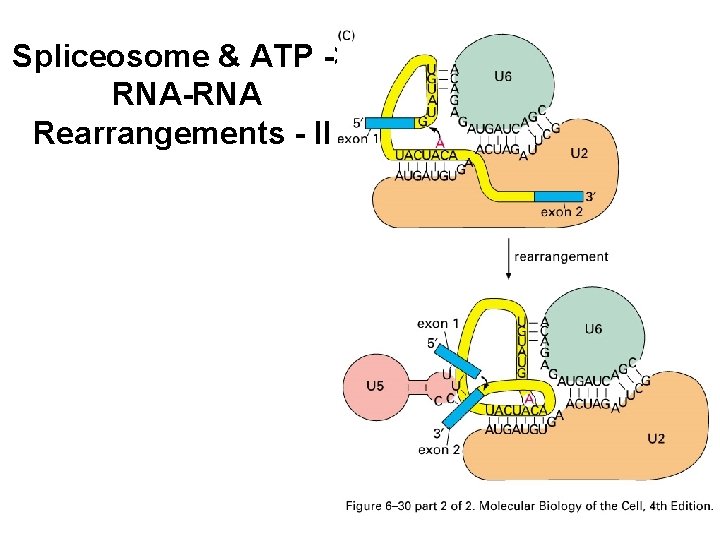 Spliceosome & ATP -> RNA-RNA Rearrangements - II 