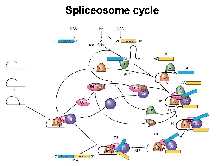 Spliceosome cycle 