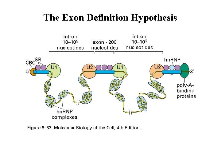 The Exon Definition Hypothesis 