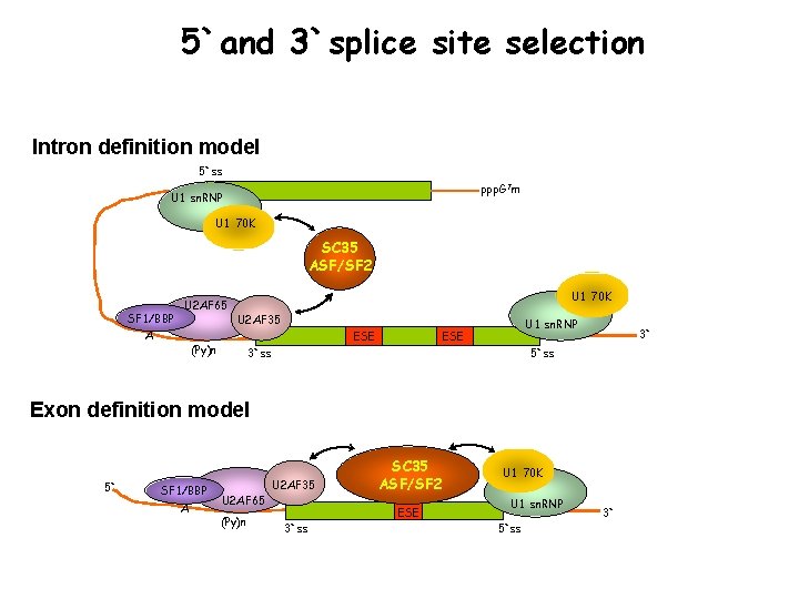 5`and 3`splice site selection Intron definition model 5`ss ppp. G 7 m U 1