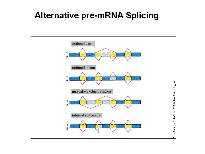 Alternative pre-m. RNA Splicing 