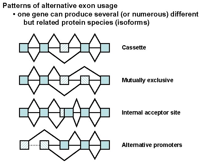 Patterns of alternative exon usage • one gene can produce several (or numerous) different