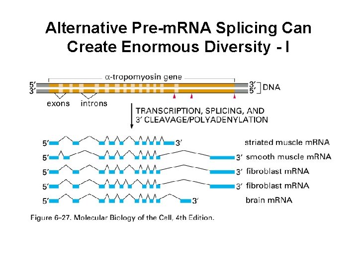 Alternative Pre-m. RNA Splicing Can Create Enormous Diversity - I 