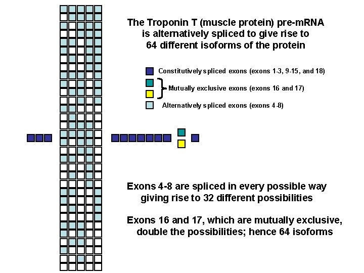 The Troponin T (muscle protein) pre-m. RNA is alternatively spliced to give rise to