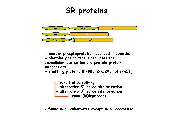 SR proteins RRM RRM SR SR Zn SR - nuclear phosphoproteins, localised in speckles