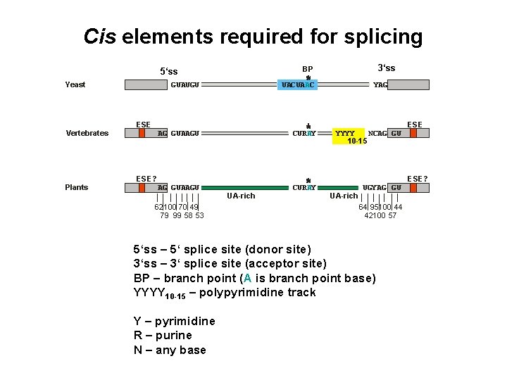 Cis elements required for splicing Yeast Vertebrates Plants 3‘ss BP 5‘ss GUAUGU UACUAAC YAG