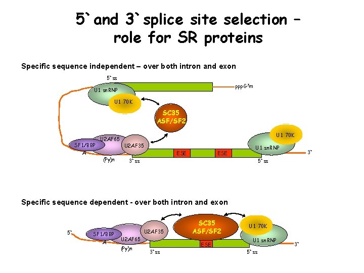 5`and 3`splice site selection – role for SR proteins Specific sequence independent – over