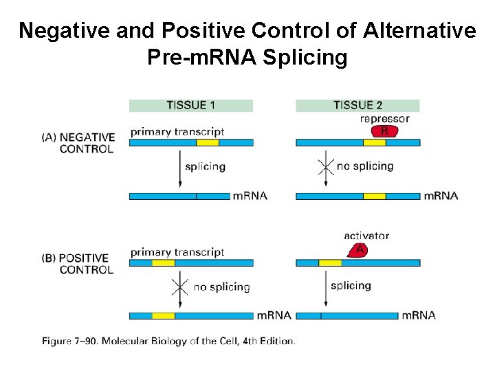 Negative and Positive Control of Alternative Pre-m. RNA Splicing 
