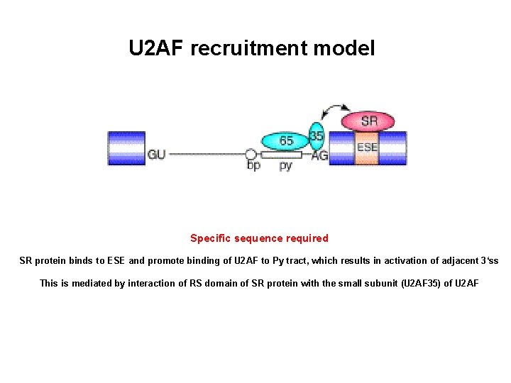 U 2 AF recruitment model Specific sequence required SR protein binds to ESE and