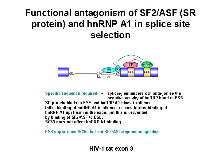 Functional antagonism of SF 2/ASF (SR protein) and hn. RNP A 1 in splice
