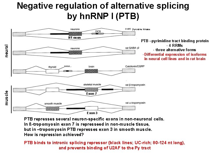 Negative regulation of alternative splicing by hn. RNP I (PTB) (tyrosine kinase N 1