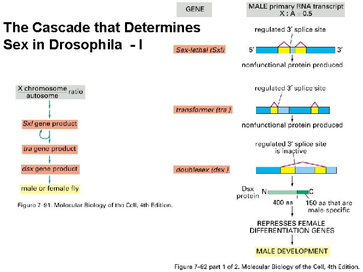 The Cascade that Determines Sex in Drosophila - I 