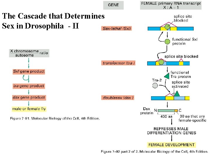 The Cascade that Determines Sex in Drosophila - II 