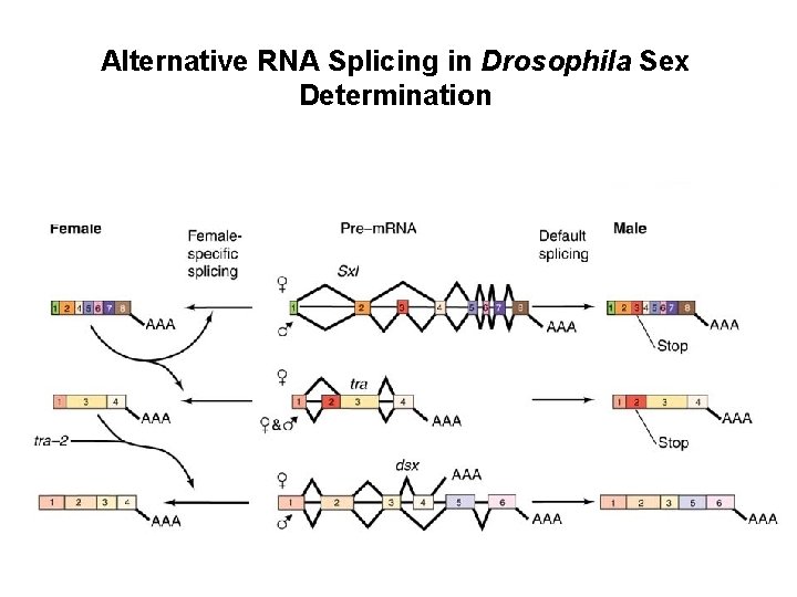 Alternative RNA Splicing in Drosophila Sex Determination 