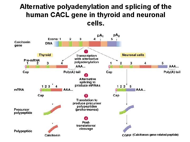 Alternative polyadenylation and splicing of the human CACL gene in thyroid and neuronal cells.