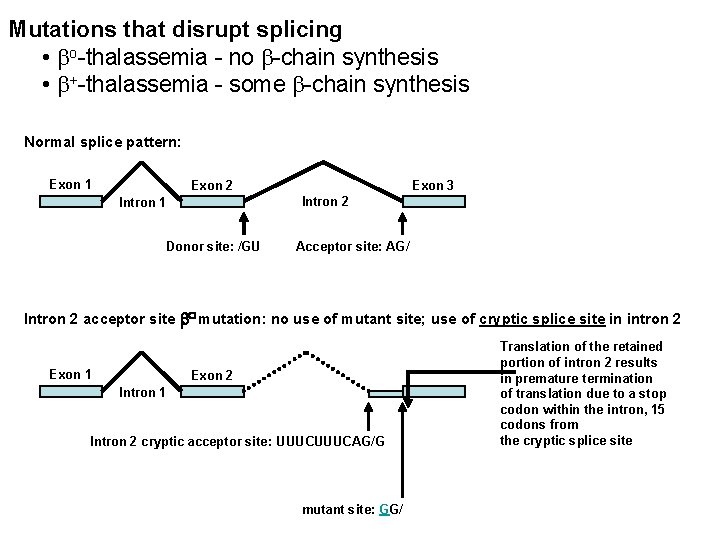 Mutations that disrupt splicing • bo-thalassemia - no b-chain synthesis • b+-thalassemia - some