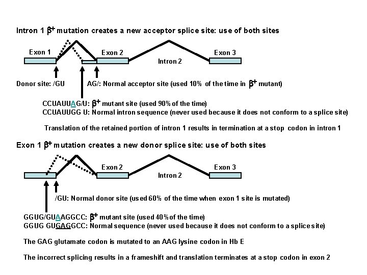 Intron 1 b+ mutation creates a new acceptor splice site: use of both sites