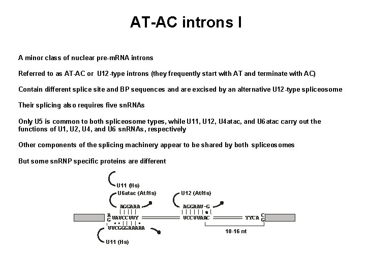 AT-AC introns I A minor class of nuclear pre-m. RNA introns Referred to as