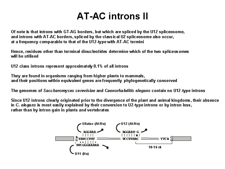 AT-AC introns II Of note is that introns with GT-AG borders, but which are