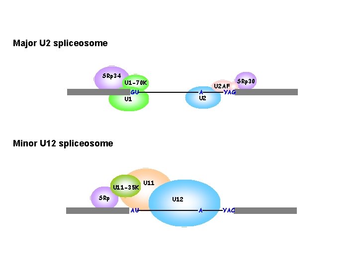 Major U 2 spliceosome SRp 34 U 1 -70 K GU U 1 A