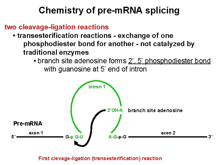 Chemistry of pre-m. RNA splicing two cleavage-ligation reactions • transesterification reactions - exchange of