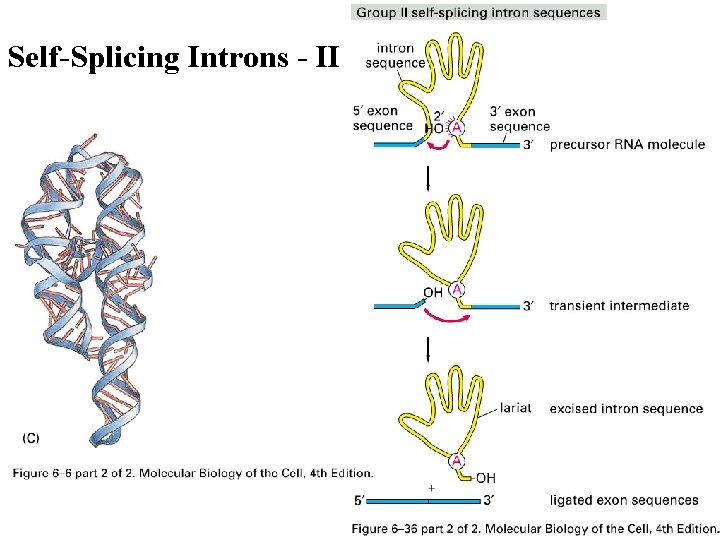 Self-Splicing Introns - II 