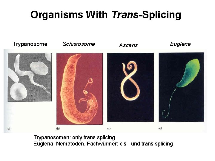 Organisms With Trans-Splicing Trypanosome Schistosoma Ascaris Euglena Trypanosomen: only trans splicing Euglena, Nematoden, Fachwürmer: