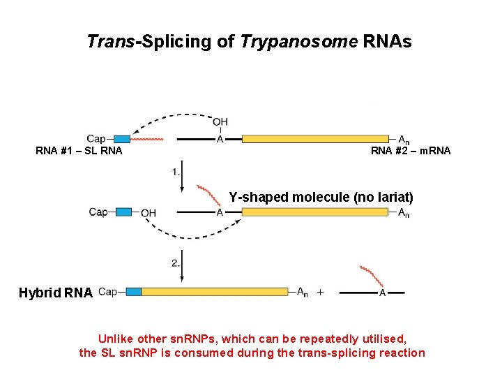Trans-Splicing of Trypanosome RNAs RNA #1 – SL RNA #2 – m. RNA Y-shaped
