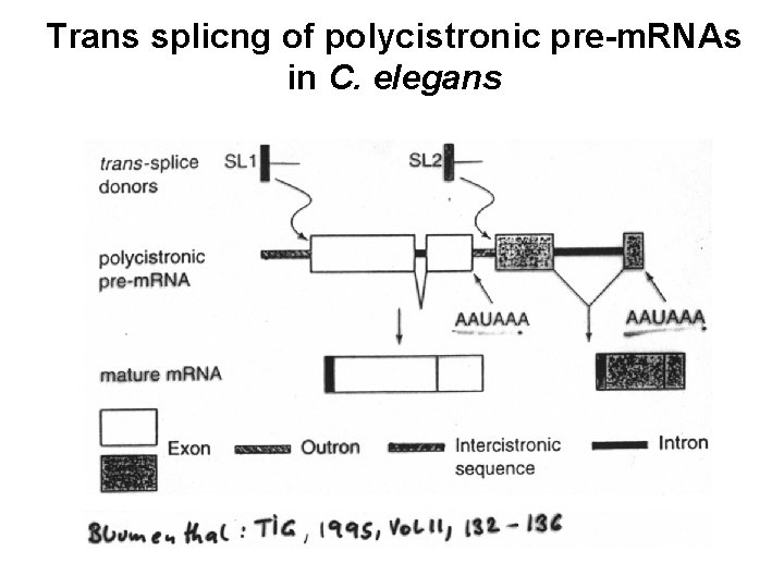 Trans splicng of polycistronic pre-m. RNAs in C. elegans 
