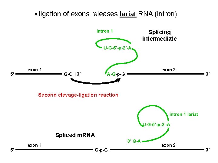  • ligation of exons releases lariat RNA (intron) intron 1 Splicing intermediate U-G-5’-p-2’-A