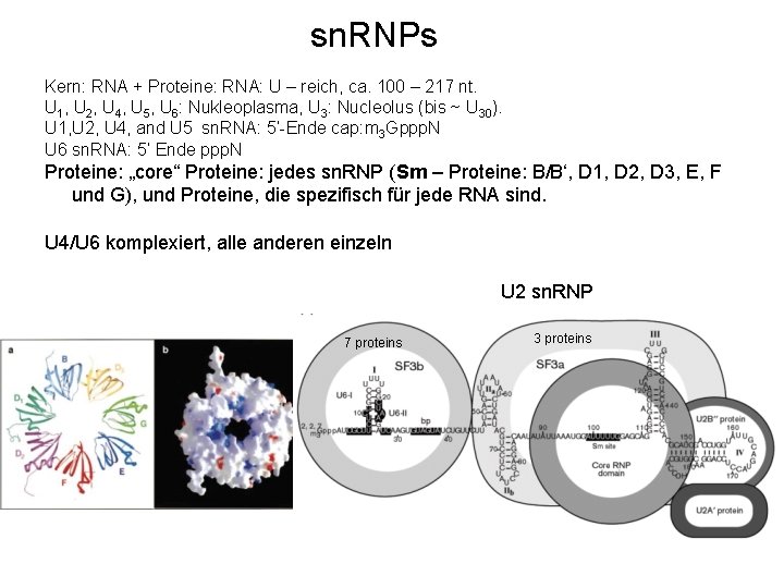 sn. RNPs Kern: RNA + Proteine: RNA: U – reich, ca. 100 – 217