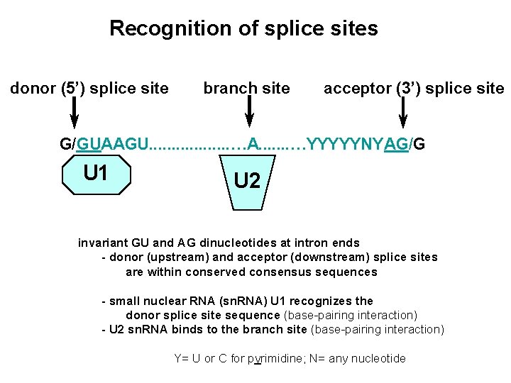 Recognition of splice sites donor (5’) splice site branch site acceptor (3’) splice site