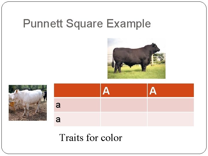 Punnett Square Example A a a Traits for color A 