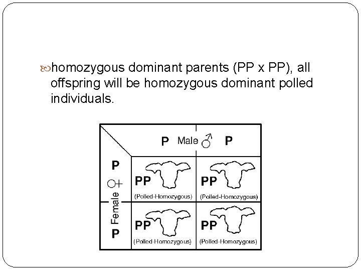  homozygous dominant parents (PP x PP), all offspring will be homozygous dominant polled