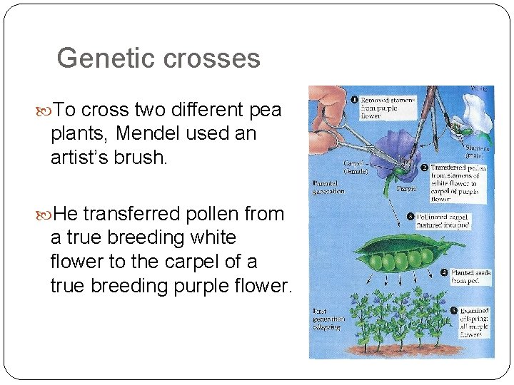 Genetic crosses To cross two different pea plants, Mendel used an artist’s brush. He