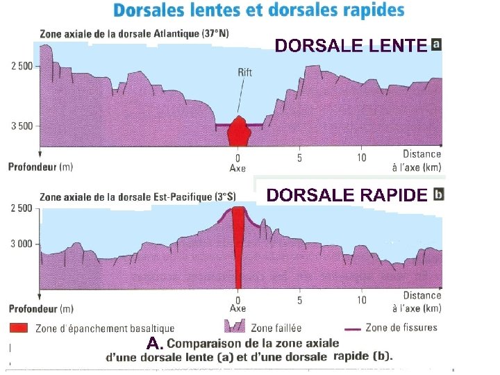 TECTONIQUE DES PLAQUES La drive des continents Les