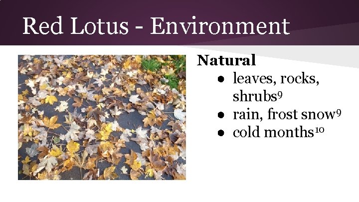Red Lotus - Environment Natural ● leaves, rocks, shrubs 9 ● rain, frost snow
