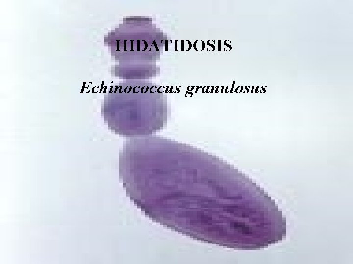 HIDATIDOSIS Echinococcus granulosus 
