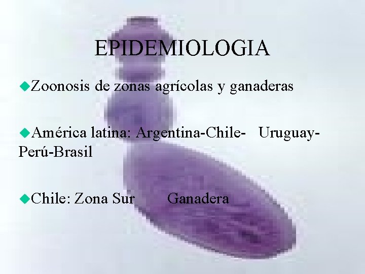 EPIDEMIOLOGIA u. Zoonosis de zonas agrícolas y ganaderas u. América latina: Argentina-Chile- Uruguay. Perú-Brasil