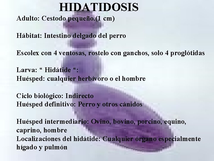 HIDATIDOSIS Adulto: Cestodo pequeño. (1 cm) Hábitat: Intestino delgado del perro Escolex con 4