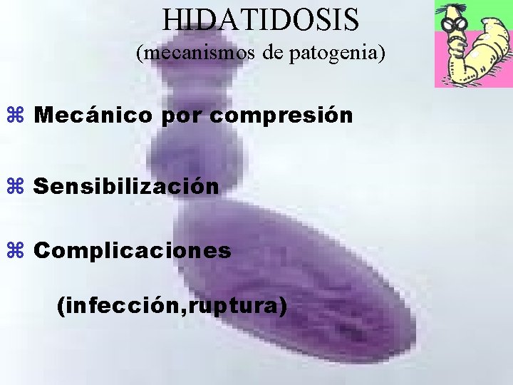 HIDATIDOSIS (mecanismos de patogenia) z Mecánico por compresión z Sensibilización z Complicaciones (infección, ruptura)