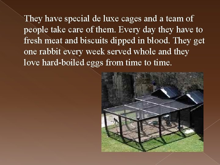 They have special de luxe cages and a team of people take care of