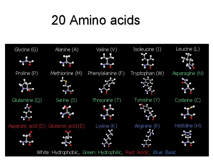 20 Amino acids Glycine (G) Alanine (A) Valine (V) Isoleucine (I) Leucine (L) Proline