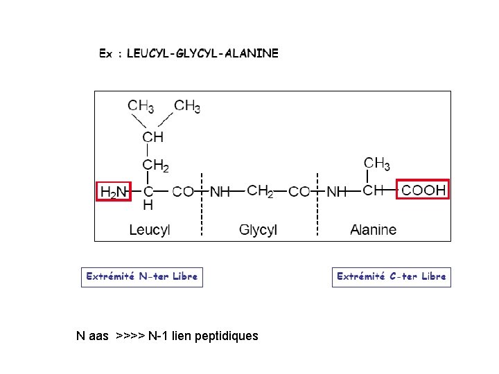N aas >>>> N-1 lien peptidiques 